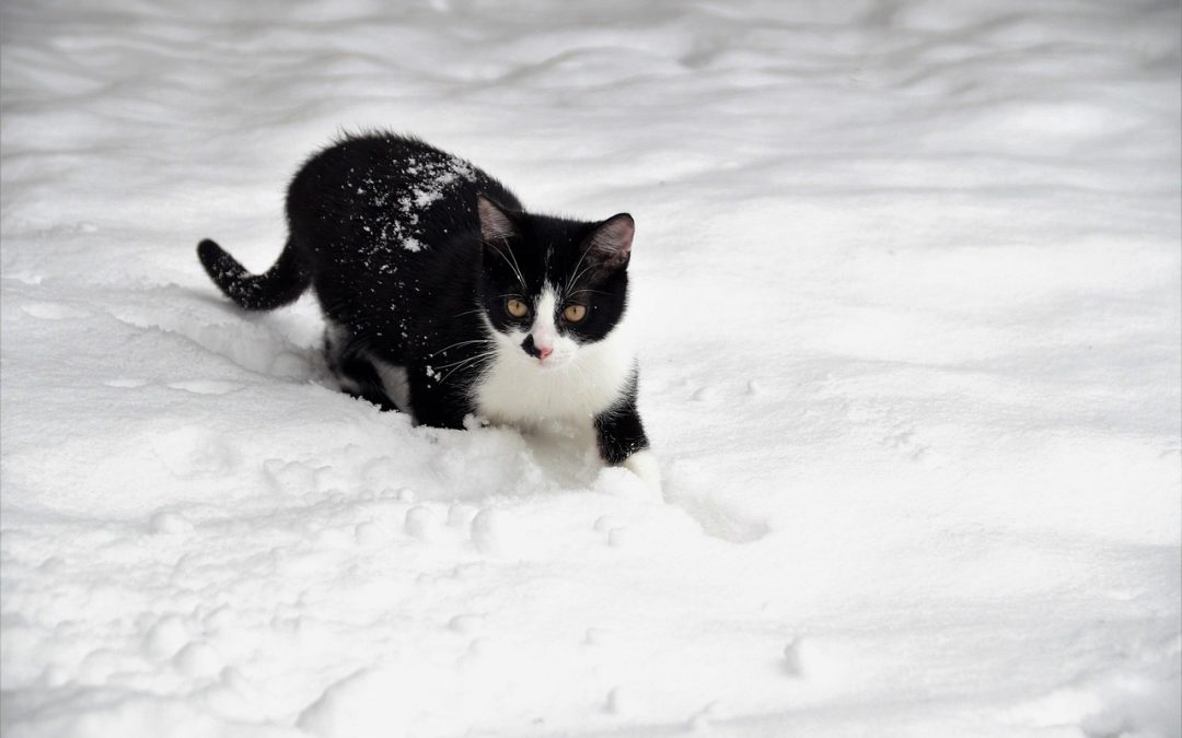 Black and white cat in the snow